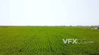 实拍农民在水稻稻田喷洒农药打药喷雾农业生产视频