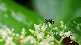 蚂蚁在花蕾上移动微距特写实拍视频素材