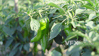 4k分辨率菜园里茁壮成长的青椒农作物实拍
