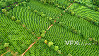 4k航拍春季茶园三农产品种植业实拍视频
