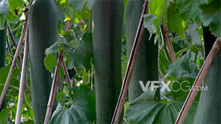 收获的季节大棚里生长冬瓜农作物实拍视频