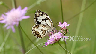 高清实拍美丽的蝴蝶采花蜜视频素材