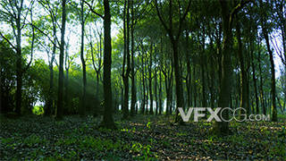 实拍青绿清晨树林光影延时视频素材