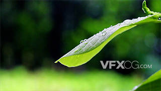 4K春雨滴落绿叶高速高清实拍视频