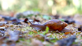 高清清新草地上的蜗牛动物实拍视频