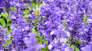 蜜蜂在盛开的紫色鼠尾草薰衣草中间采蜜风景空镜实拍