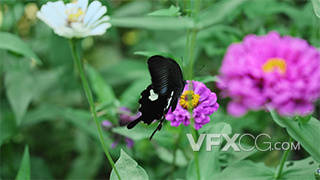 黑色蝴蝶花丛中扇动翅膀昆虫实拍视频