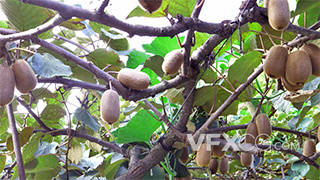 猕猴桃园绿心猕猴桃成熟果实实拍
