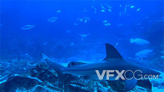 海洋世界水族馆鱼类高清实拍视频