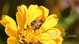 特写春天小蜜蜂采蜜在花中采蜜实拍视频