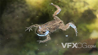 实拍池水中漂浮栖息的黑斑侧褶蛙视频素材