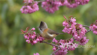山椒鸟站在枝头吃樱花粉红色花蕾