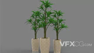 现代装饰装修植物绿植C4D模型