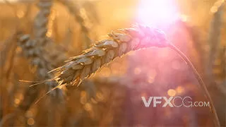 日落下的小麦稻穗农业成果