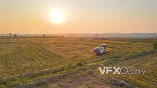丰收季收割机忙碌收割稻子实拍视频