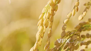 金色小麦水稻农作物成熟特写