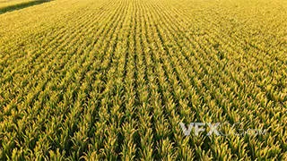 稻田农业丰收低空大面积镜头实拍视频