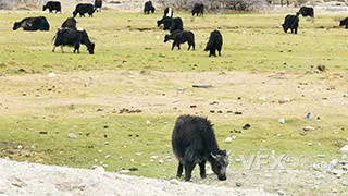 动物青藏高原牦牛群吃草实拍视频