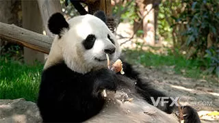 保护动物成都四川熊猫幼崽实拍视频