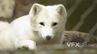 白色的毛发野生白狐动物实拍视频