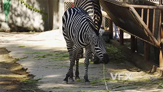 动物园人工养斑马进食休息实拍视频