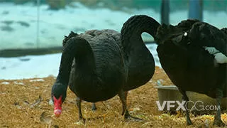 动物园黑天鹅国家保护飞禽动物实拍视频