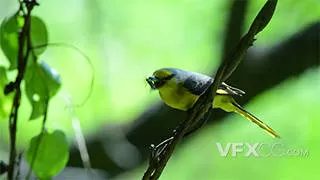 黄色山雀灰白啄木鸟飞行动物
