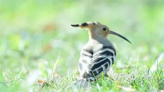 小清新草地上斧头鸟动物实拍视频