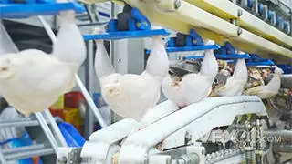 鸡肉工厂流水线生产食品实拍视频