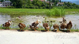 农村生态众多鸭子梳理羽毛实拍视频