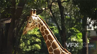 自然动物长颈鹿进食休息实拍视频