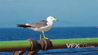 自然海鸥鸟类海面飞行动物实拍视频