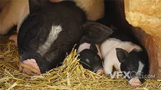 可爱动物小猪宠物猪睡觉休息