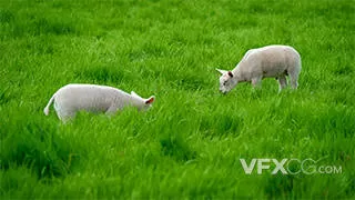西藏高原羔羊农业绿色农场实拍视频