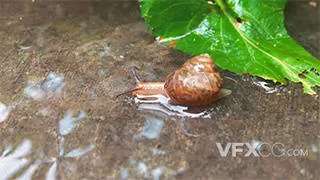 清新自然动物雨后蜗牛爬行实拍视频