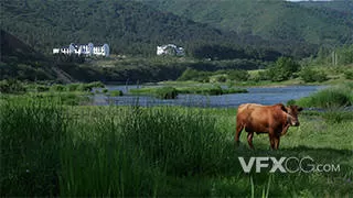夏日河边老牛吃草动物特写实拍视频