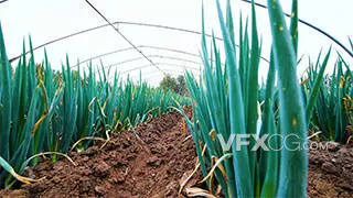 农业种植经济农作物大葱实拍视频