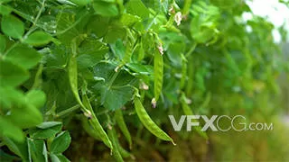 绿色蔬菜豌豆荚特写菜园农业实拍视频