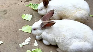 农村饲养的吃菜叶大白兔实拍视频