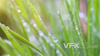 春天秋雨谷雨露水惊蜇植物实拍视频