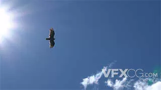 老鹰遨游在高空中飞来飞去实拍视频