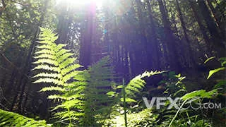 太阳照射下的森林植物树实拍视频