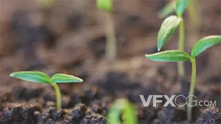 观察植物生长过程时间流逝实拍视频