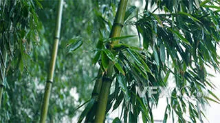 雨天竹子林绿色清新空镜头实拍视频