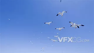 蔚蓝天空海鸥鸟群展翅飞扬实拍视频