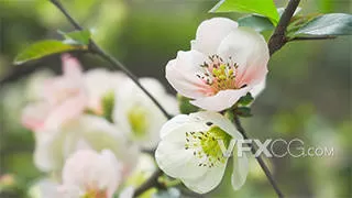 春天植物盛开海棠花花蕊实拍视频
