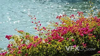 唯美波光粼粼湖面湖边花朵实拍视频