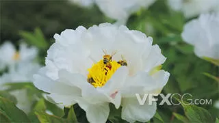 春天花朵白色芍药花蜜蜂采蜜实拍视频