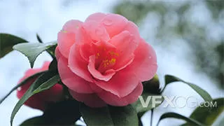 近距离唯美春天花卉粉色山茶花实拍视频
