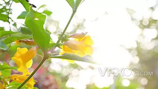 初夏温暖阳光穿透鲜花树影实拍视频